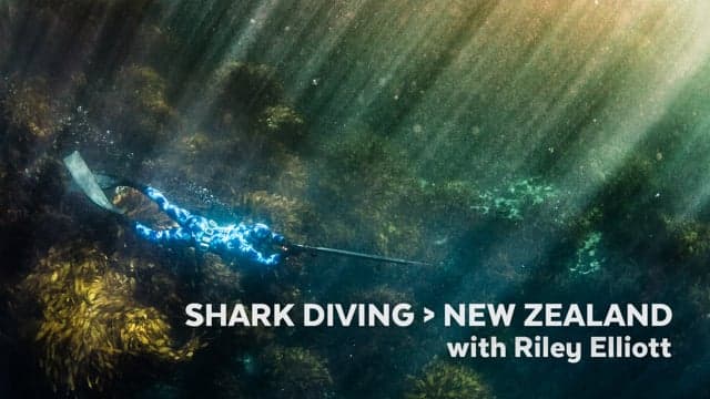 Microsoft - Shark Diving